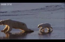 Niedźwiadek polarny po raz pierwszy na lodzie :D