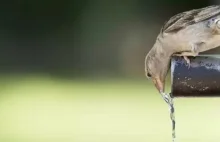 Ptaki proszą o poidełka podczas upałów - Artykuły ekologiczne