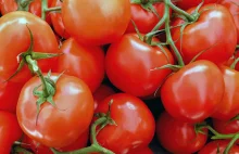Sprytny sposób na uprawę pomidorów