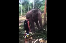 Turysta próbuje dotknąć słonia