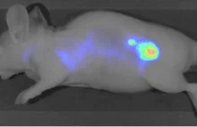 Naukowcy odkryli związek chem. powodujący świecenie się komórek nowotworowych