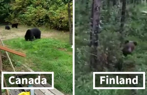 Podejście do niedźwiedzi w dwóch różnych krajach. Angielski tylko zalecany.