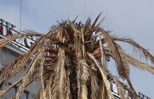 Wyschnięta palma w centrum Warszawy to akcja zwracająca uwagę na zmiany klimatu