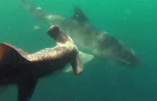 Rekin tygrysi atakuje rekina młota, niesamowity film.