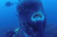 To jedna z najdziwniejszych ryb oceanów (wideo)