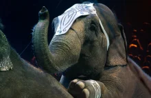 Zwierzęta w cyrku. "Ten słoń nie tańczy, on ma stereotypię"