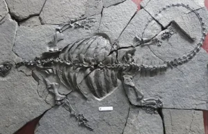 Archeolodzy odnaleźli skamielinę, która potwierdza, że żółwie żyły bez skorupy