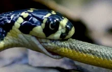 Wąż zjadający węża