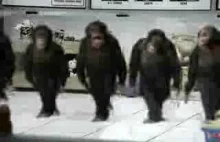 Taniec irlandzki małp Irish dancing monkeys