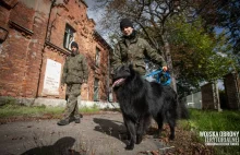 Powstaje pilotażowa grupa poszukiwawczo-ratownicza z psami w WOT