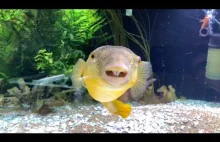 Giant Puffer Fish zjada kilka ślimaków
