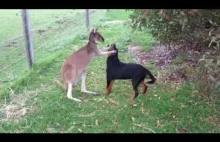 kangur i pies w miłości