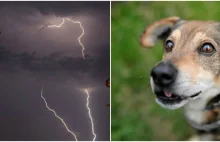 Twój pies boi się burzy? Zobacz, jak możesz mu pomóc