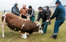 Sejm debatuje nad ubojem rytualnym. Obrońcy zwierząt organizują protest