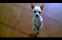 Funny Dogs Fail Compilation 2014 - Video Part #1