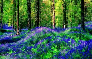 Najpiękniejsze zdjęcia lasu - WOW!