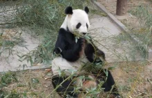 Panda wsuwa pędy bambusa