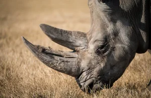 Kenia wprowadziła karę śmierci dla kłusowników