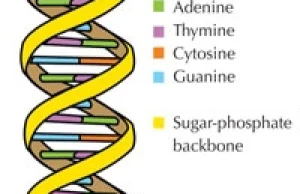 Uracyl w DNA: błąd czy znak?