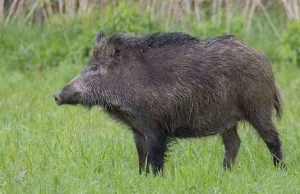 PILNE. Chore, martwe dziki są zrzucane z nieba na terenie kraju?