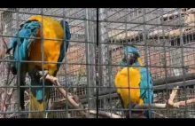 Parrot Zoological Garden.