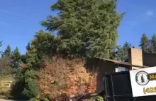 Ścinanie drzewa pełnego pyłków