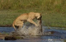 Aligator(krokodyl) atakuje tygrysa(lwa) w trakcie przepływania na drugą stronę..