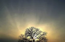 Motyw drzewa w fotografii