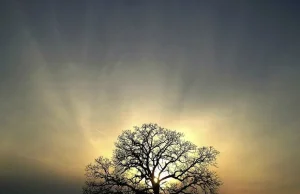 Motyw drzewa w fotografii
