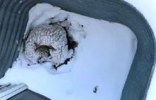 Ten pies leżał na śniegu i zamarzał. Kiedy go znaleźli wszyscy płakali....
