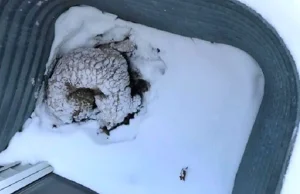 Ten pies leżał na śniegu i zamarzał. Kiedy go znaleźli wszyscy płakali....