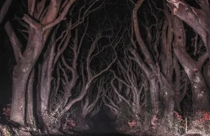 The Dark Hedges – najpiękniejsza (i najmroczniejsza?) droga w Irlandii Północnej