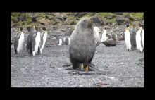 Uchatka wykorzystuje pingwina królewskiego