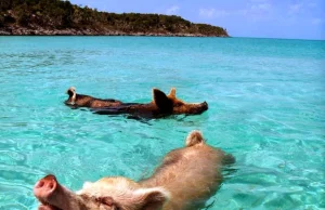 Pływające świnie z Bahamów.