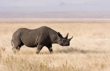 Tracimy nosorożce