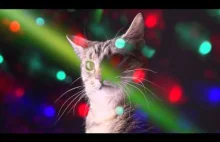 Meow Mix Song - Polecam na przerwe w pracy/nauce