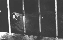 "Z Tatr do więzienia" - tragiczna historia niedźwiedzicy Magdy