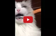 Kot doznaje epifanii podczas szczotkowania zębów.