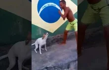 brazylijski pieseł tańczy ze swoim kumplem