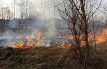 Kraków: wycieli drzewa i podpalili trawy. Zacieranie śladów nielegalnej wycinki?