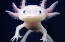 Zobacz kto tak ładnie się uśmiecha - Axolotle