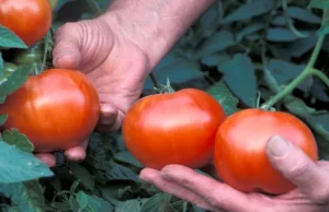 Pomidorowe oszustwo, czyli jak fałszujemy warzywa.
