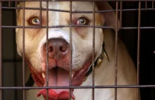 UK: Propozycja dożywocia dla właścicieli psów, które zagryzą człowieka na śmierć