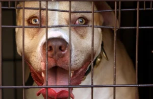 UK: Propozycja dożywocia dla właścicieli psów, które zagryzą człowieka na śmierć