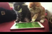 Dwa koty próbujące złapać wirtualną mysz