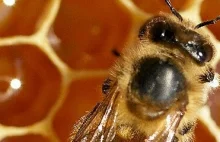 Polskie pszczoły giną