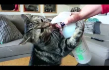 Kot pijący wodę tylko ze spryskiwacza