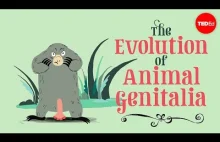 Ewolucja genitaliów