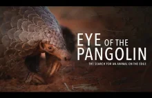 [ENG] Eye of the Pangolin. Dokument o łuskowcach.