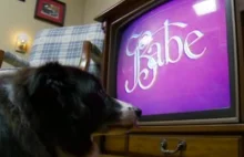 Jake - pies który uwielbia oglądać filmy, jeden szczególnie ;)